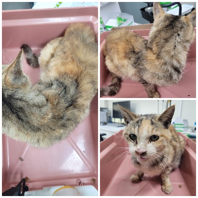 보호중 한국 고양이…